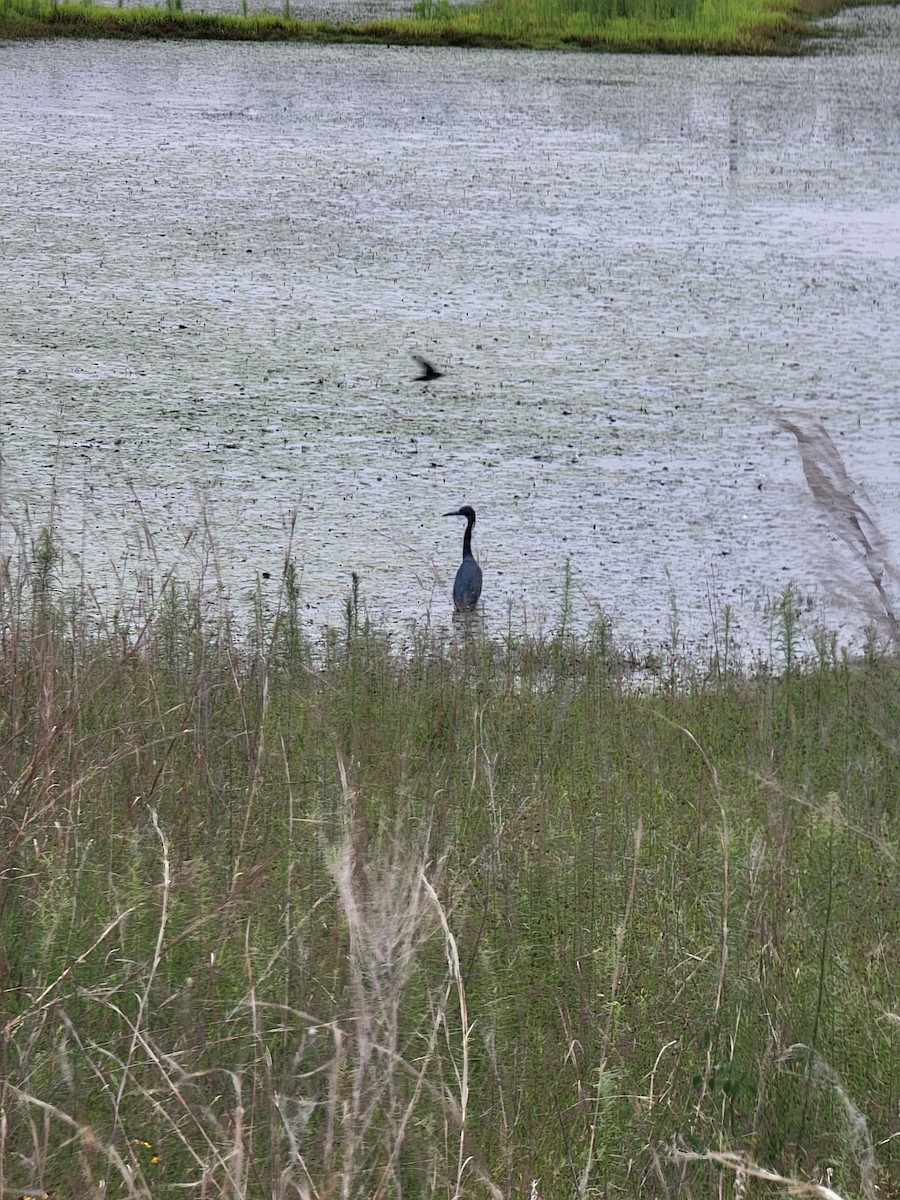 Little Blue Heron - ML637116072