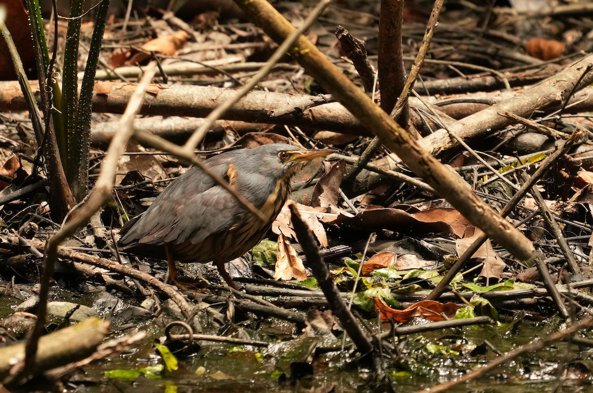 Dwarf Bittern - ML637116113