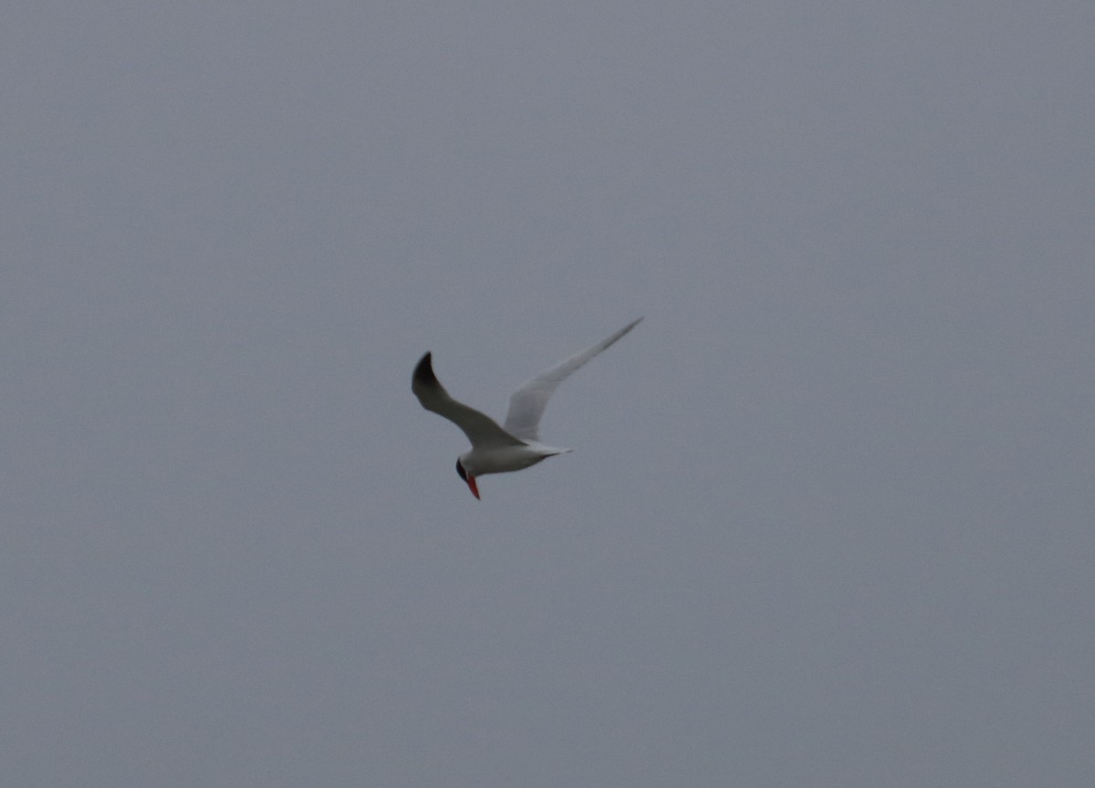 Caspian Tern - ML637116118