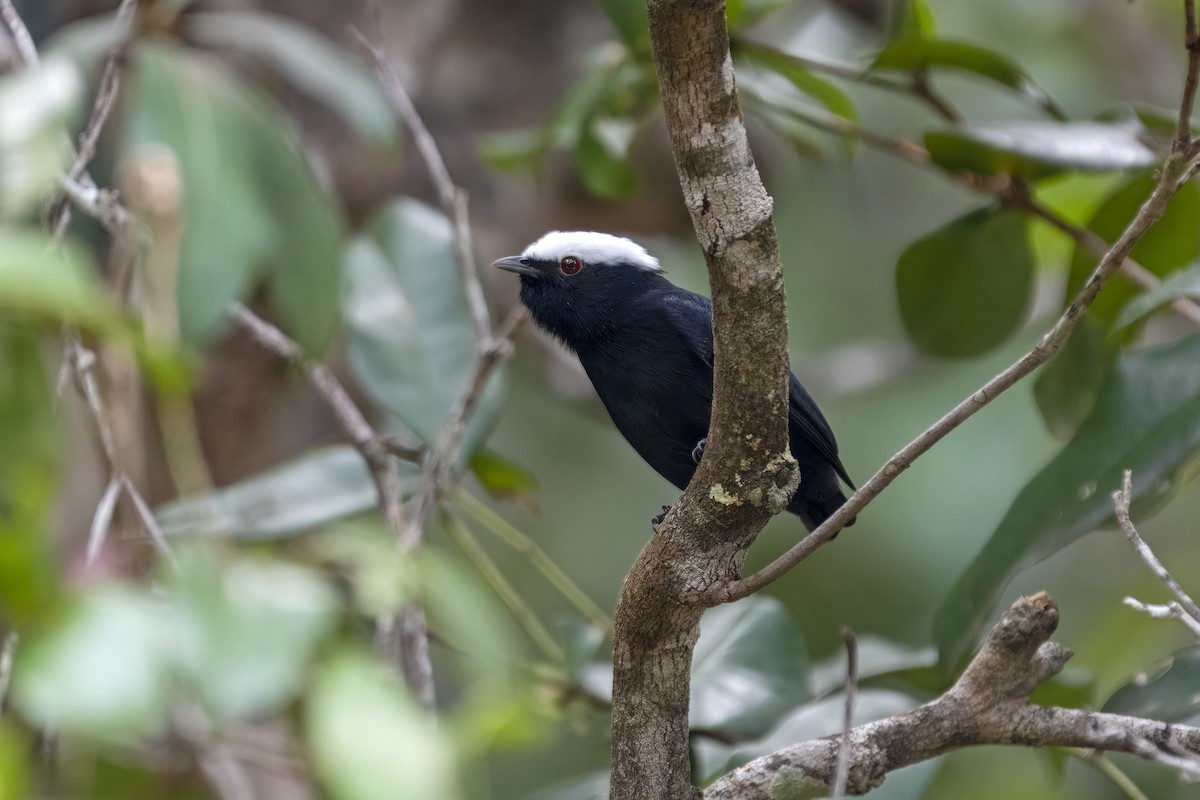 hvitkronemanakin - ML637116212