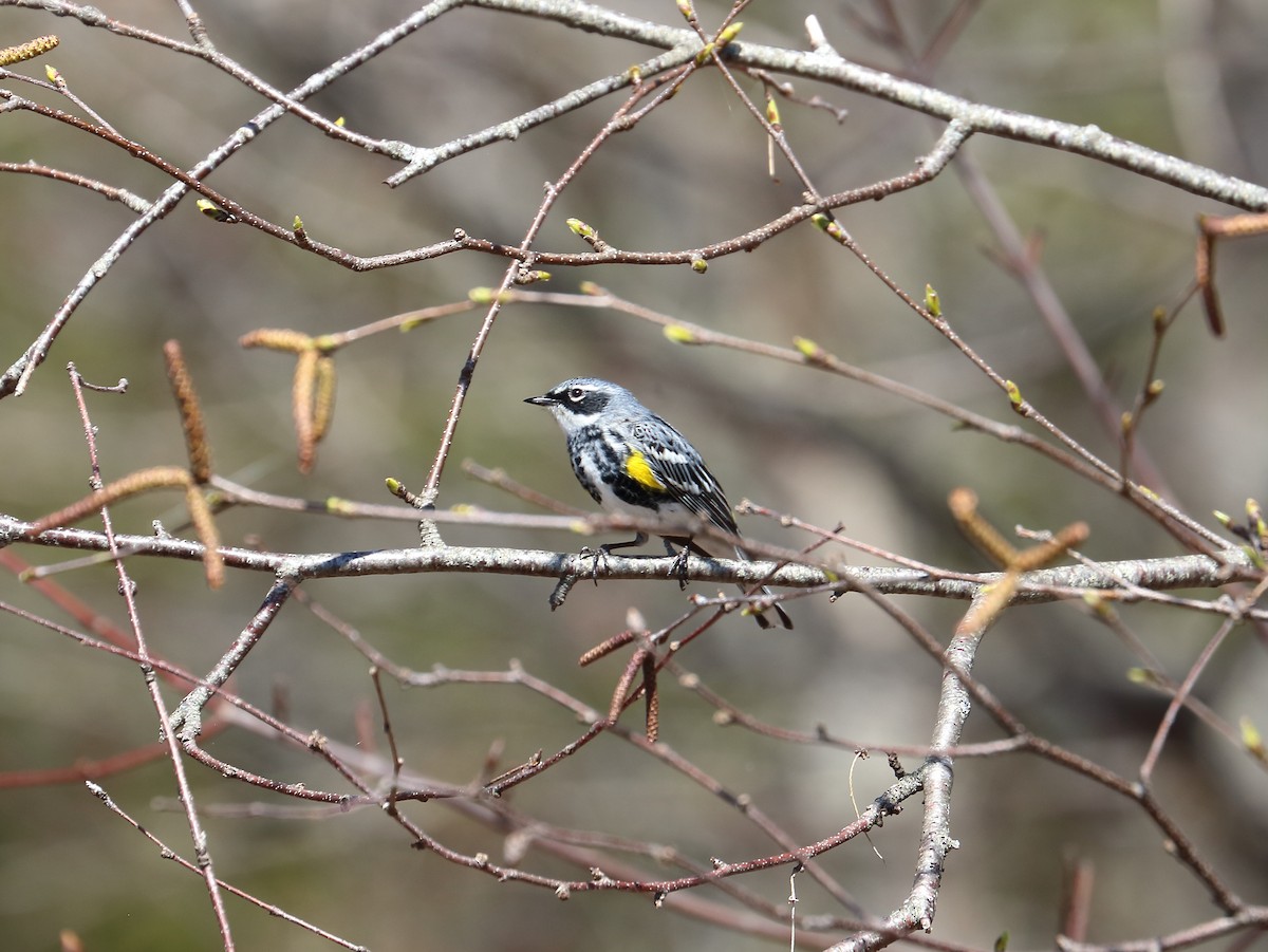 Yellow-rumped Warbler - ML637116237