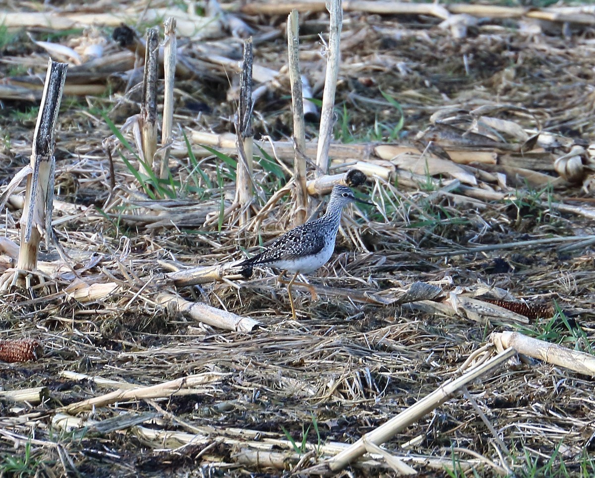Lesser Yellowlegs - ML637116268