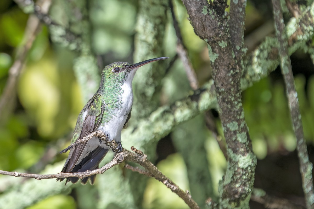 lysbukkolibri - ML637116274