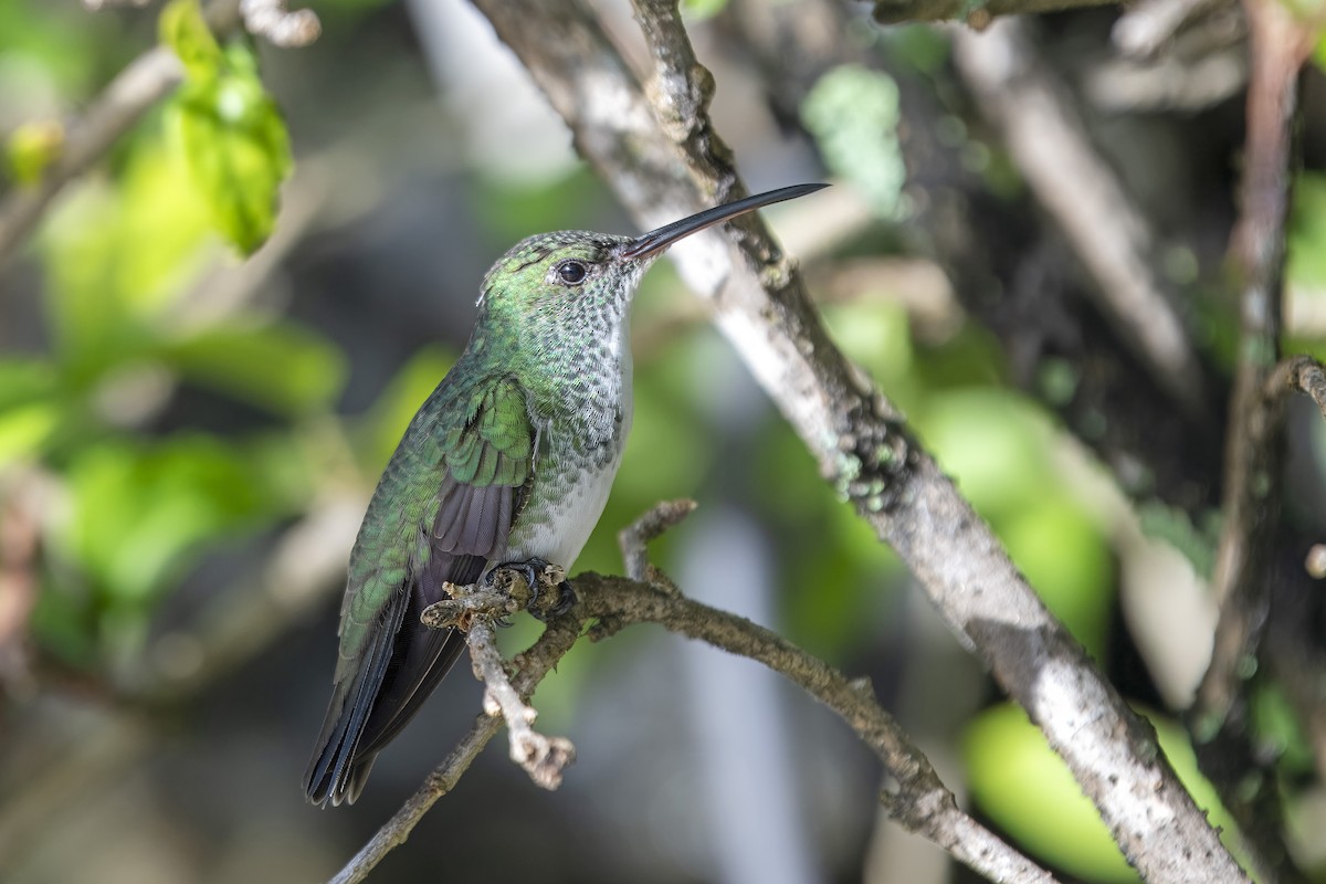 lysbukkolibri - ML637116275