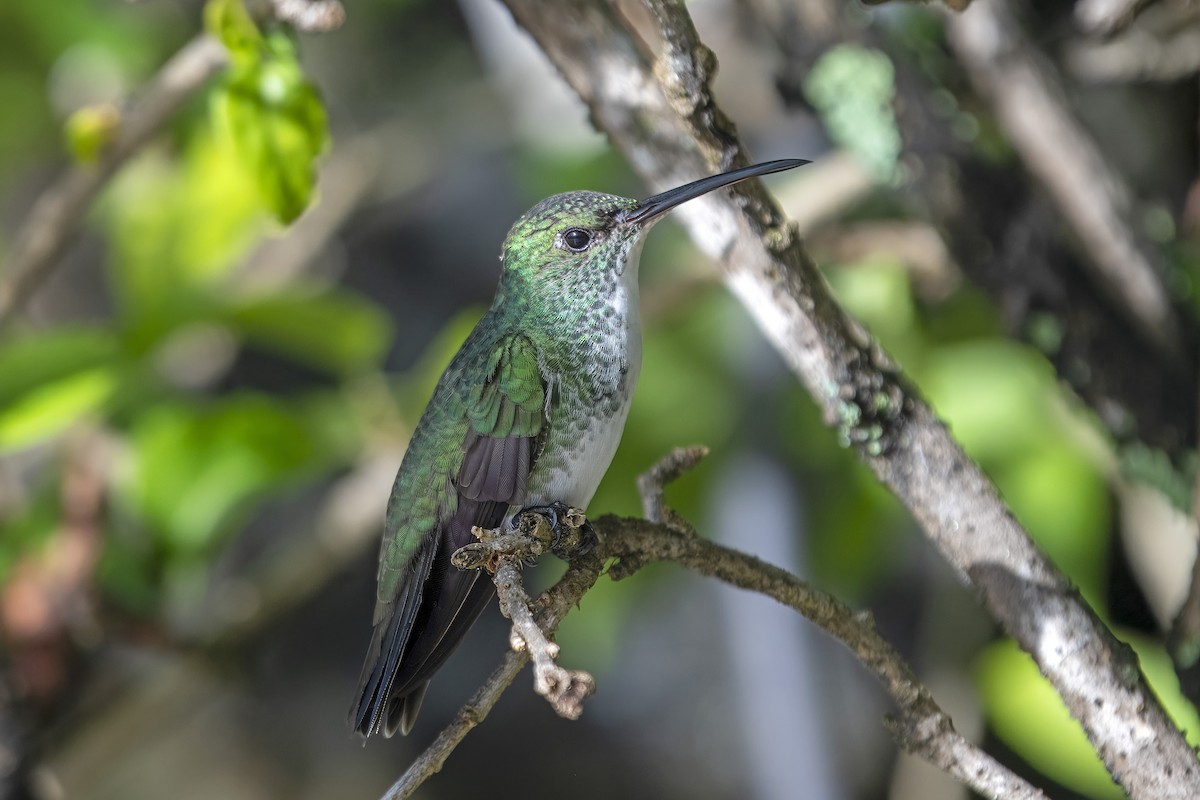lysbukkolibri - ML637116276