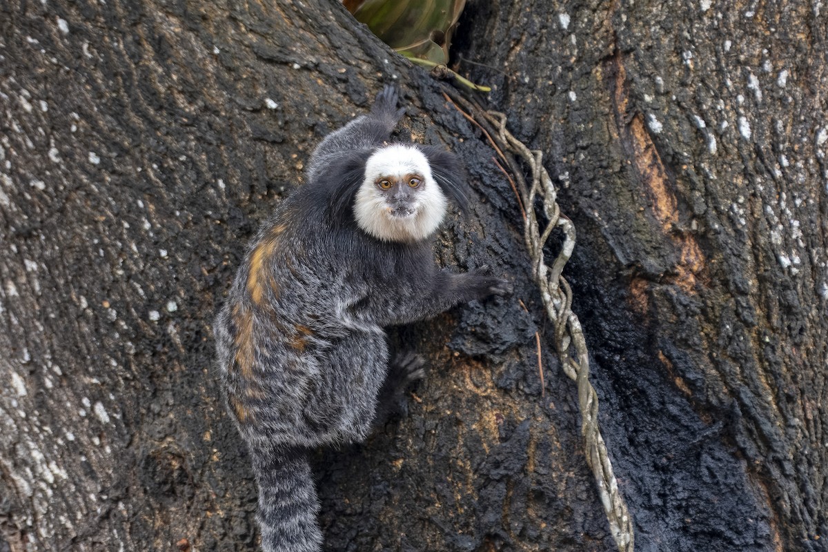 Geoffroy's Tufted-ear Marmoset - ML637116288