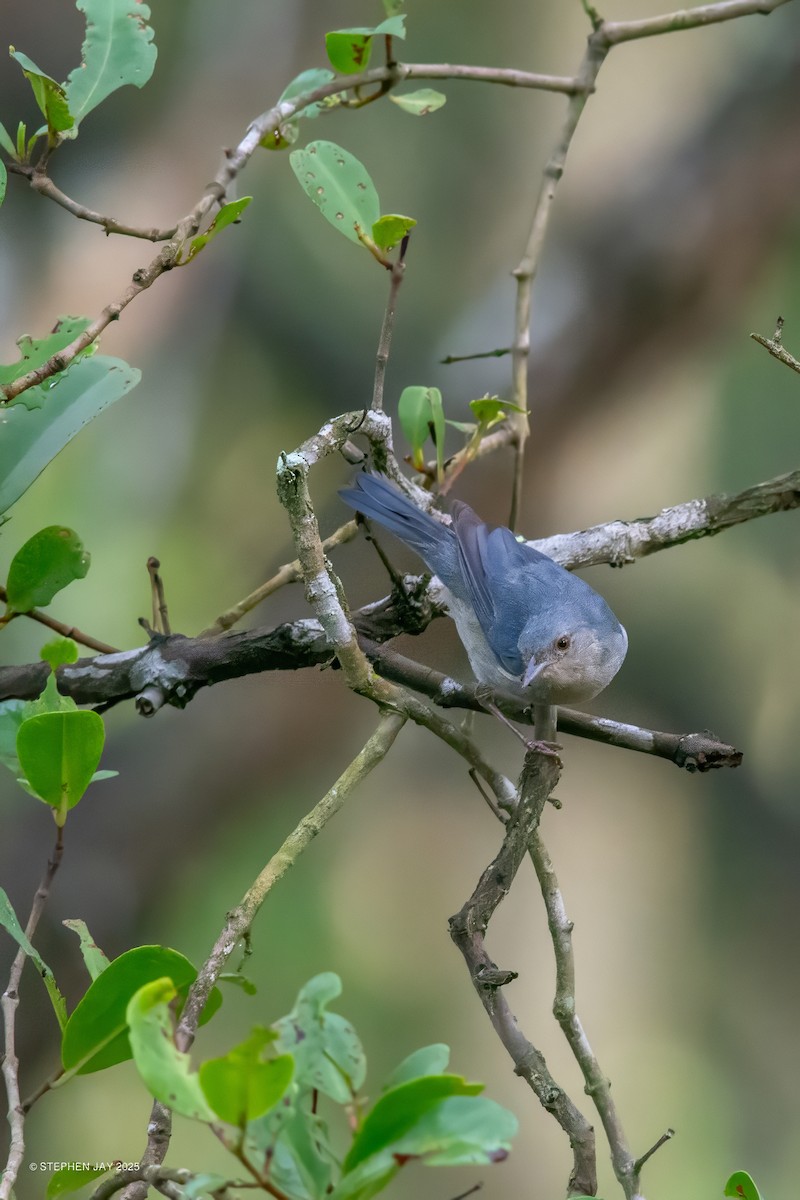 Bicolored Conebill - ML637116295