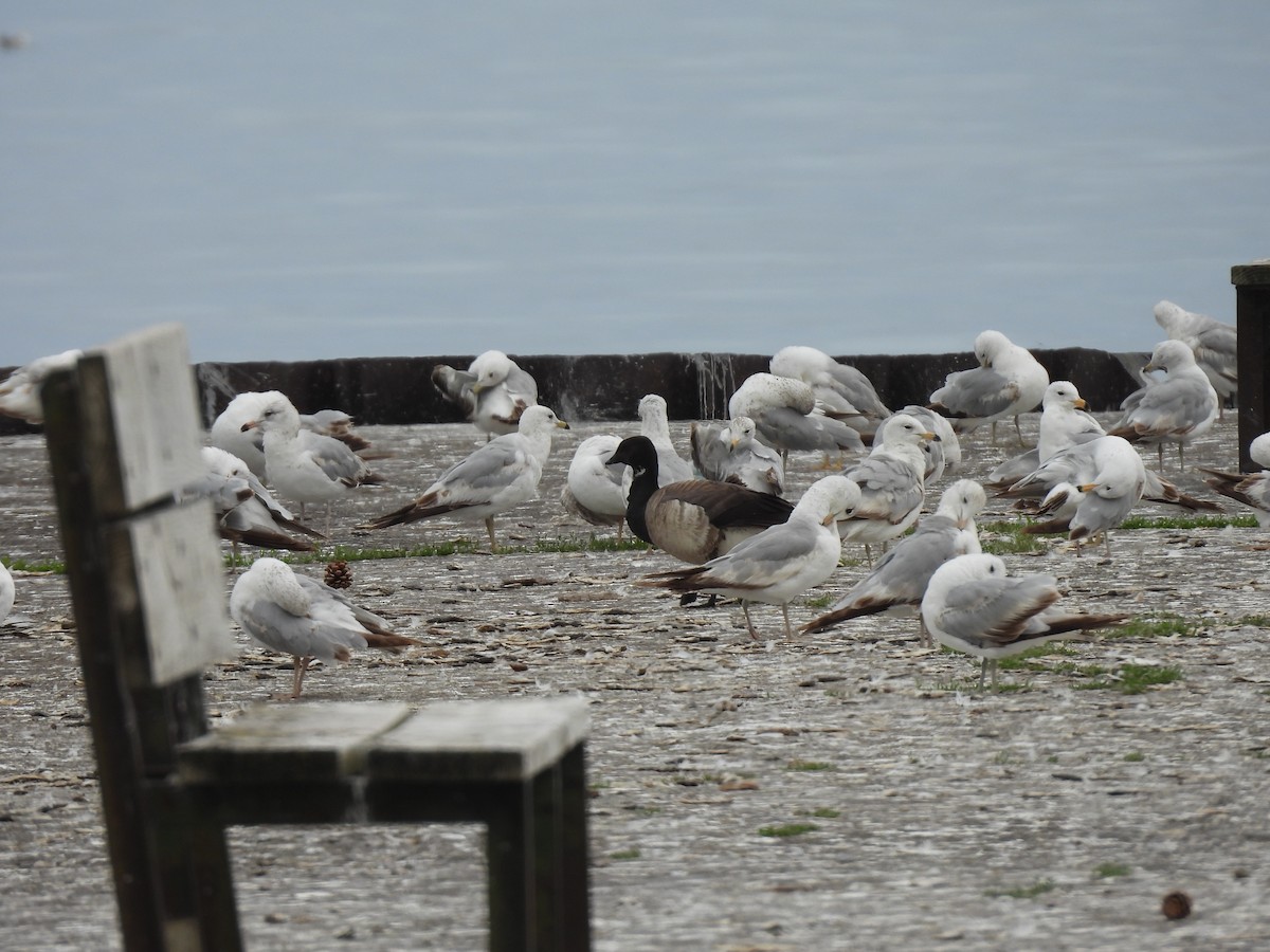 berneška tmavá - ML637116309