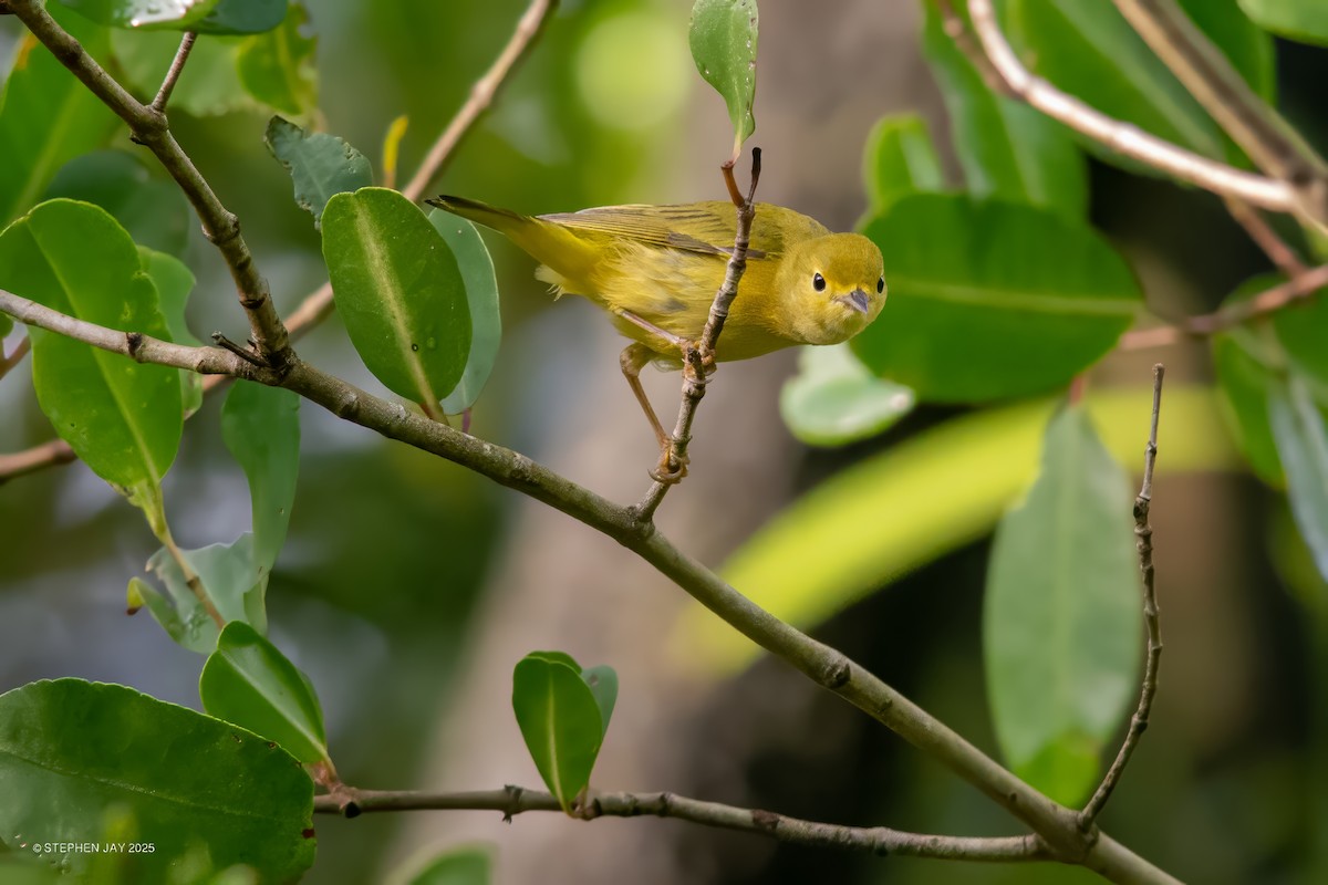 Yellow Warbler - ML637116322