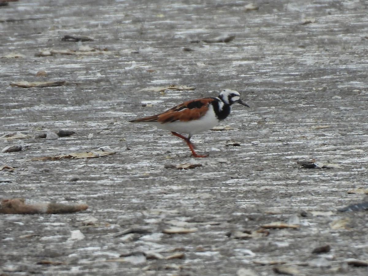 kamenáček pestrý - ML637116325