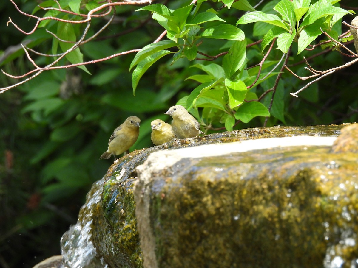Lesser Goldfinch - ML637116368