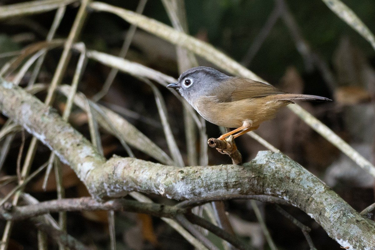 Morrison's Fulvetta - ML637116394