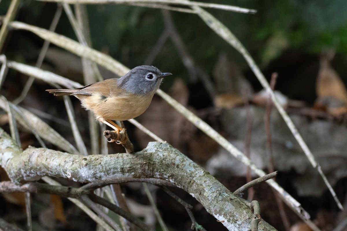 Morrison's Fulvetta - ML637116395
