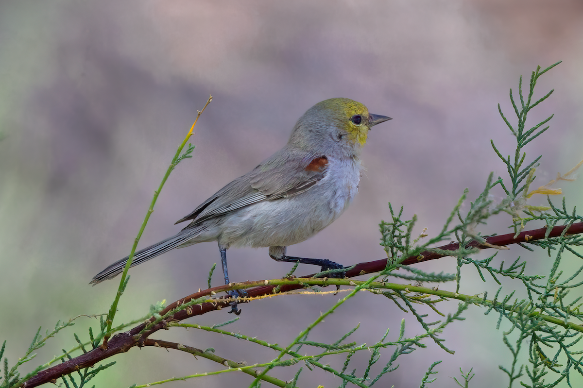Verdin - ML637116454