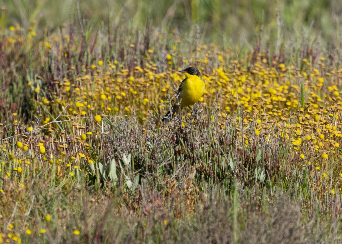 Western Yellow Wagtail (feldegg) - ML637116462