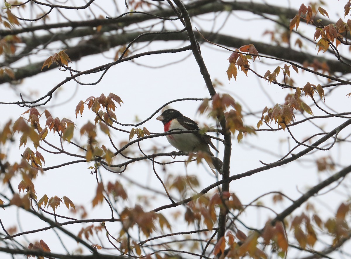 Rose-breasted Grosbeak - ML637116477