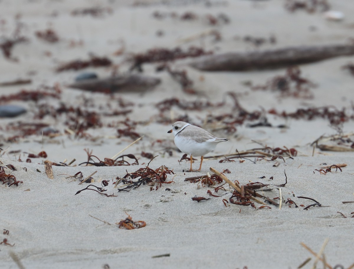 Piping Plover - ML637116488