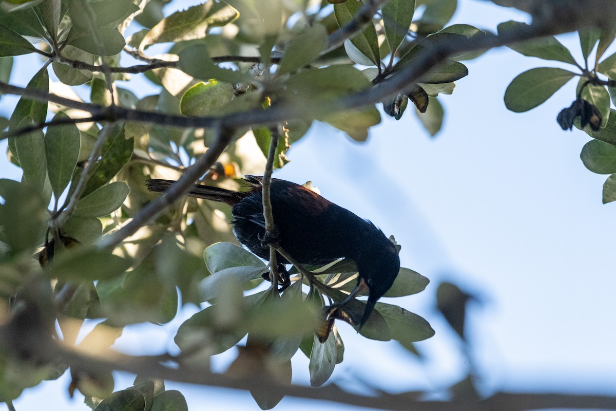 North Island Saddleback - ML637116516