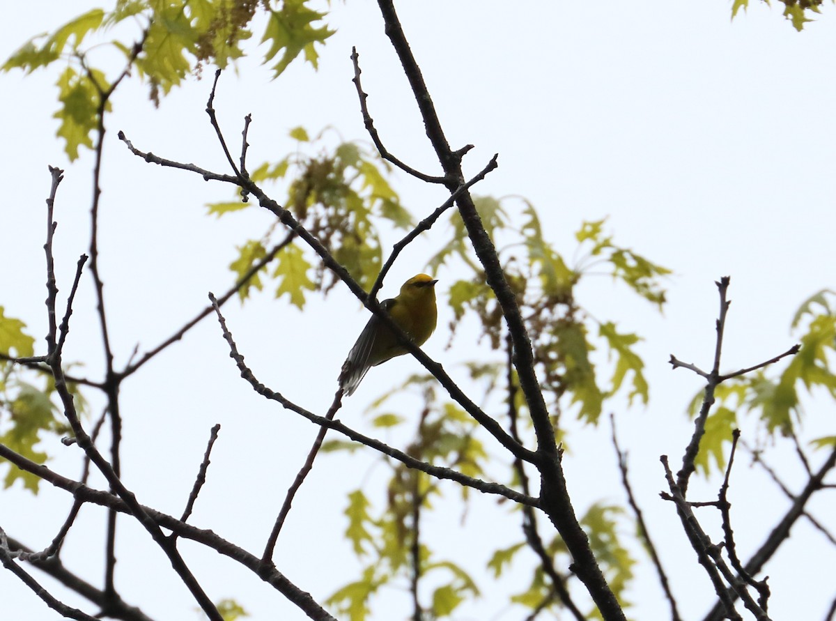 Blue-winged Warbler - ML637116526