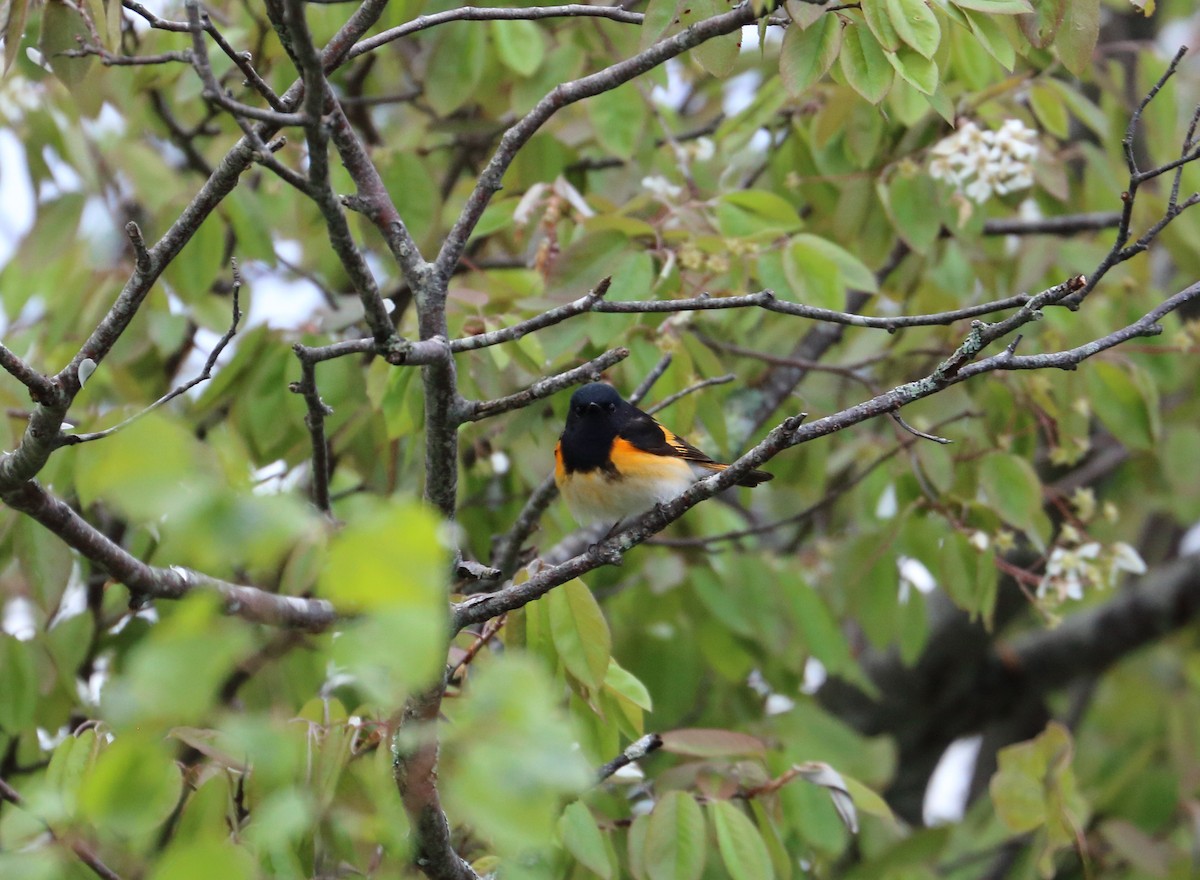 American Redstart - ML637116582