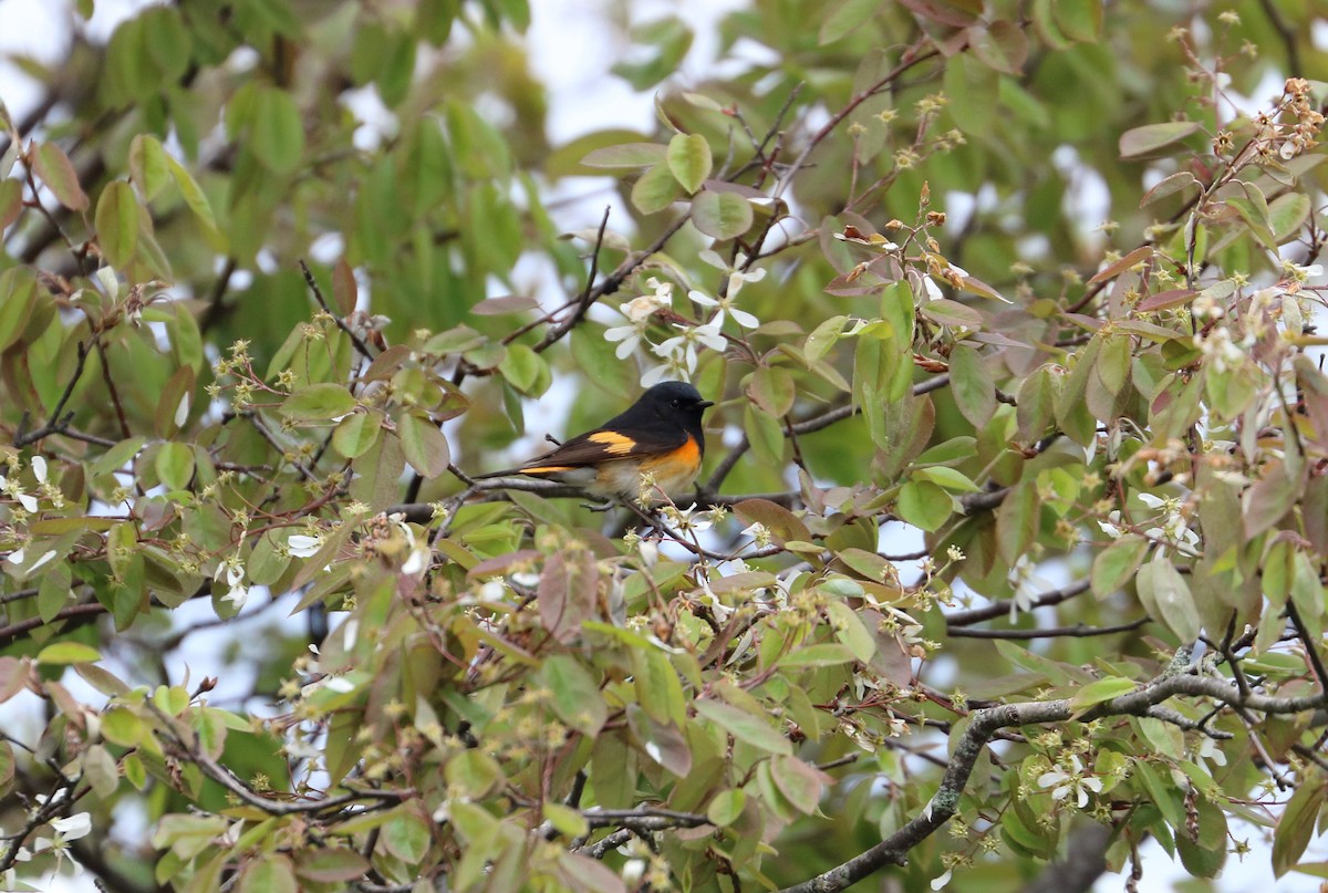 American Redstart - ML637116583