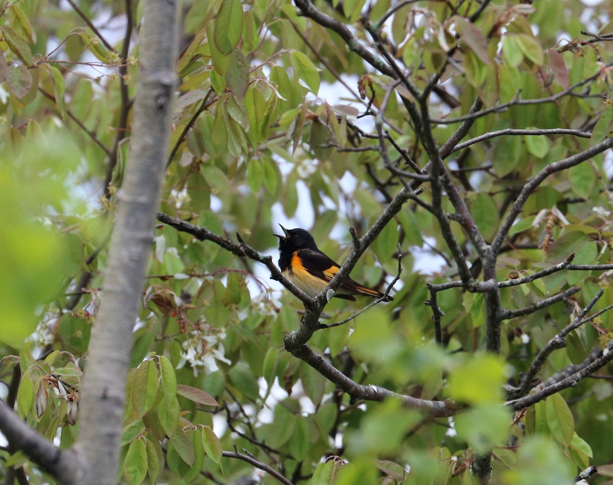 American Redstart - ML637116584