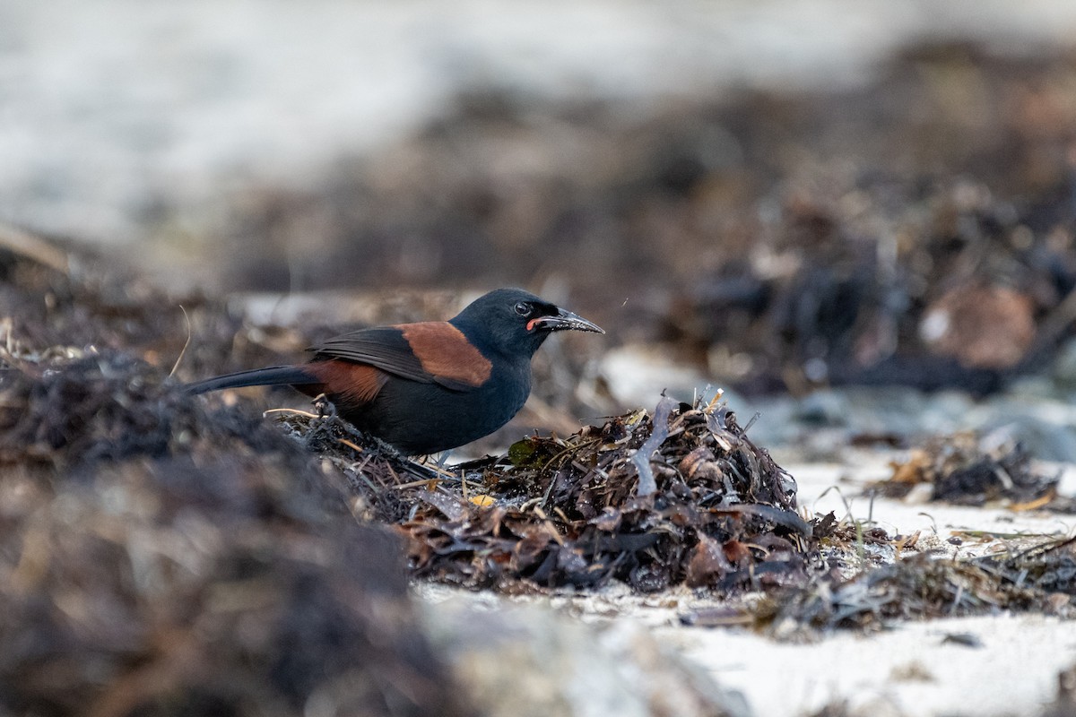 North Island Saddleback - ML637116586