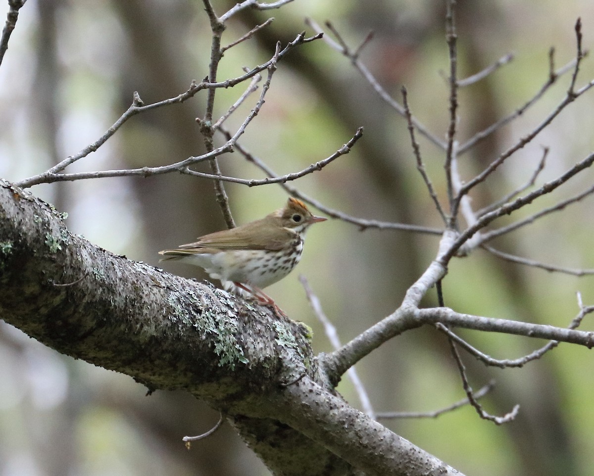 Ovenbird - ML637116588