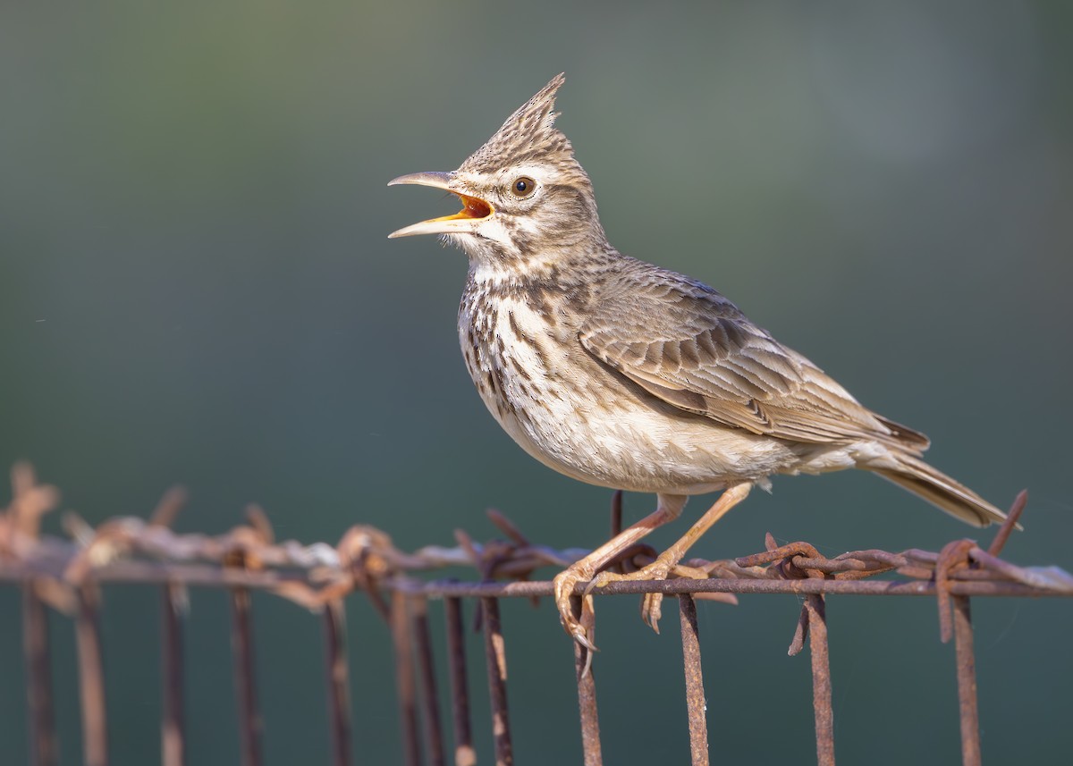 Crested Lark (Crested) - ML637116589