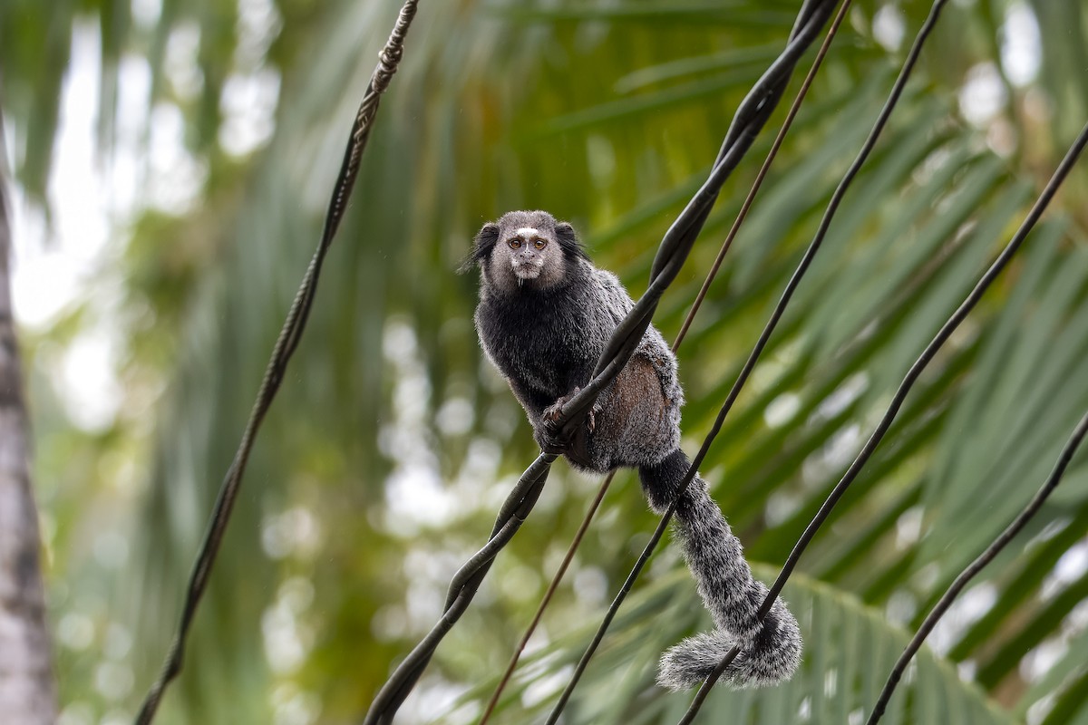 Wied's Black-tufted-ear Marmoset - ML637116596