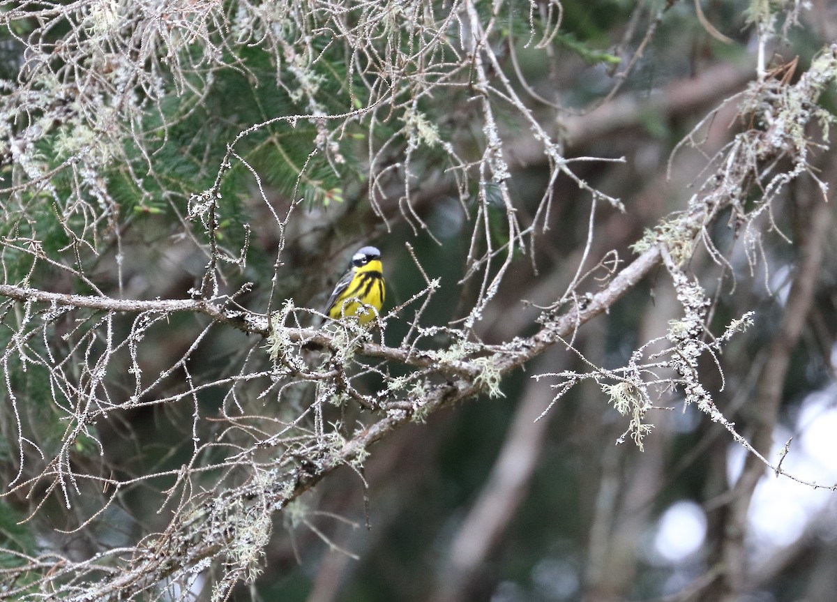 Magnolia Warbler - ML637116644
