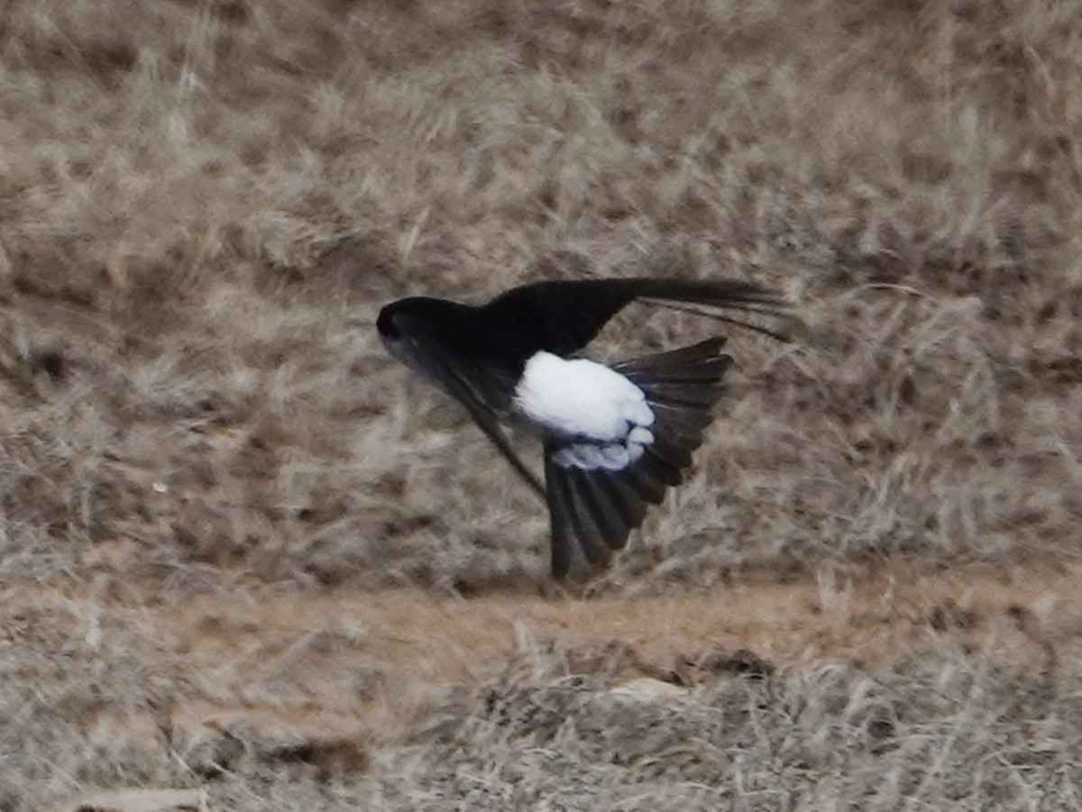 Siberian House-Martin - ML637116646