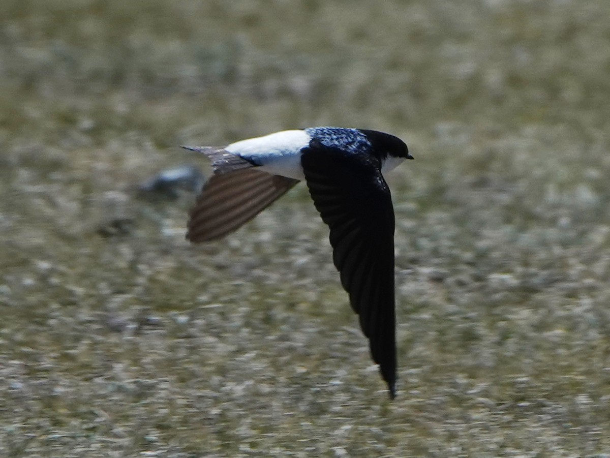 Siberian House-Martin - ML637116647