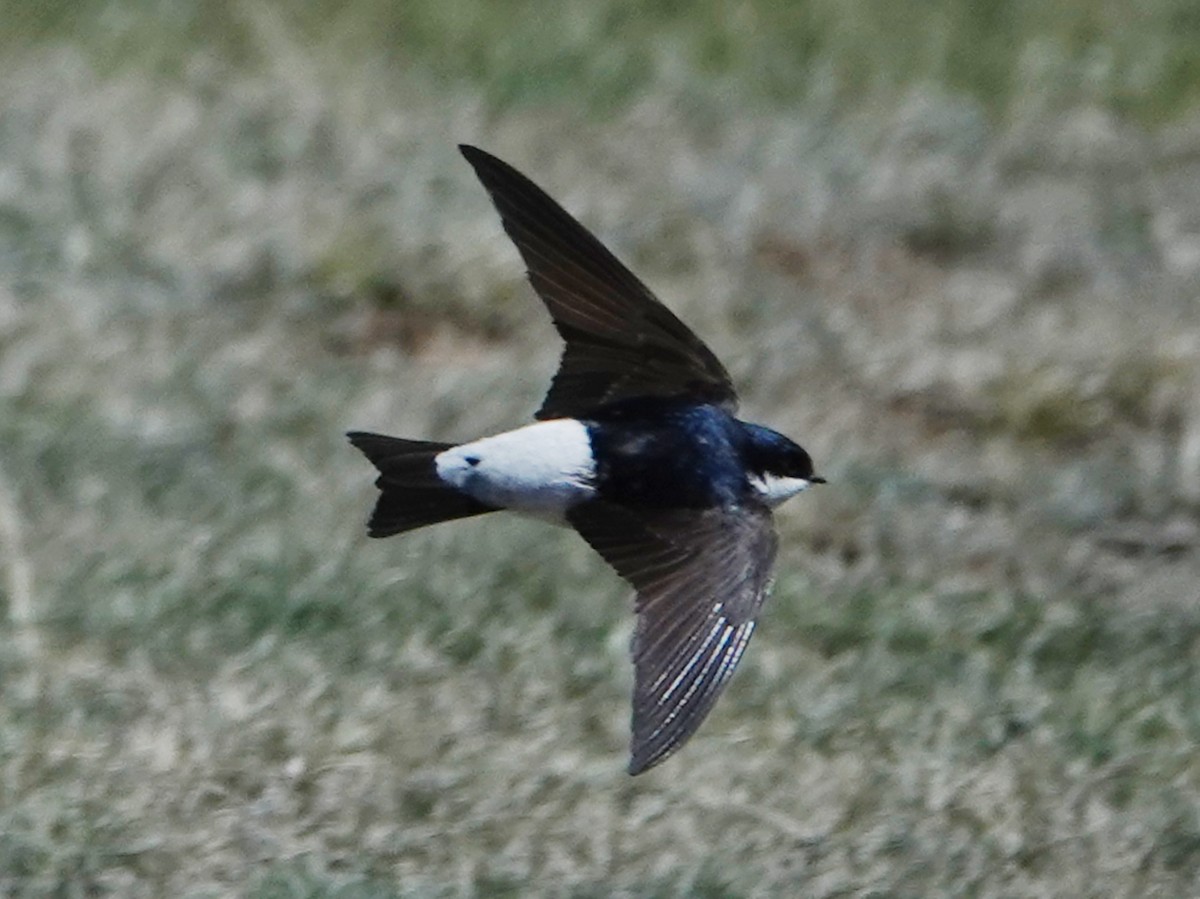 Siberian House-Martin - ML637116648