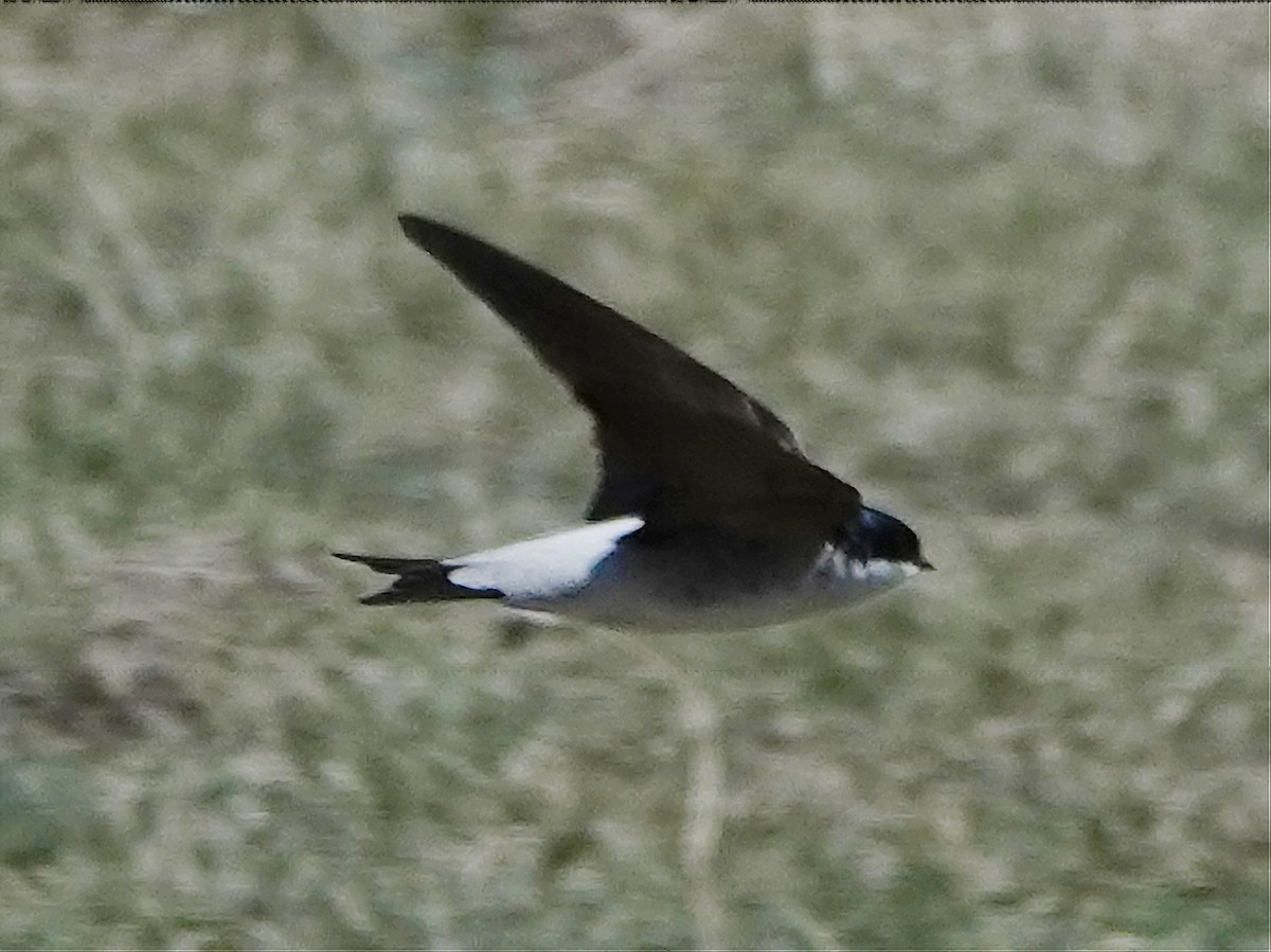Siberian House-Martin - ML637116649