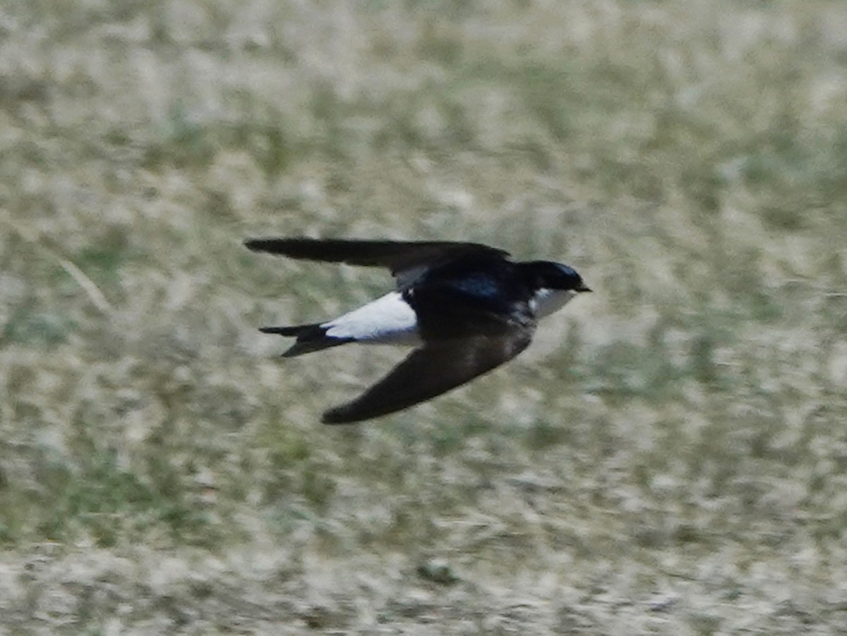 Siberian House-Martin - ML637116650