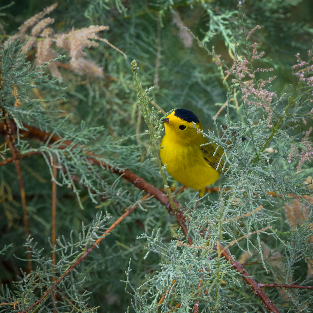 Wilson's Warbler - ML637116699