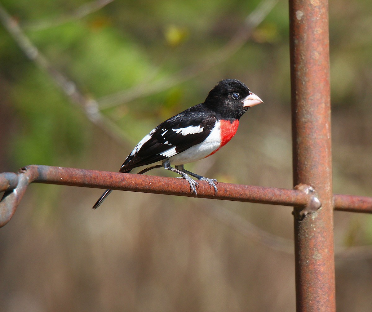 Rose-breasted Grosbeak - ML637116724