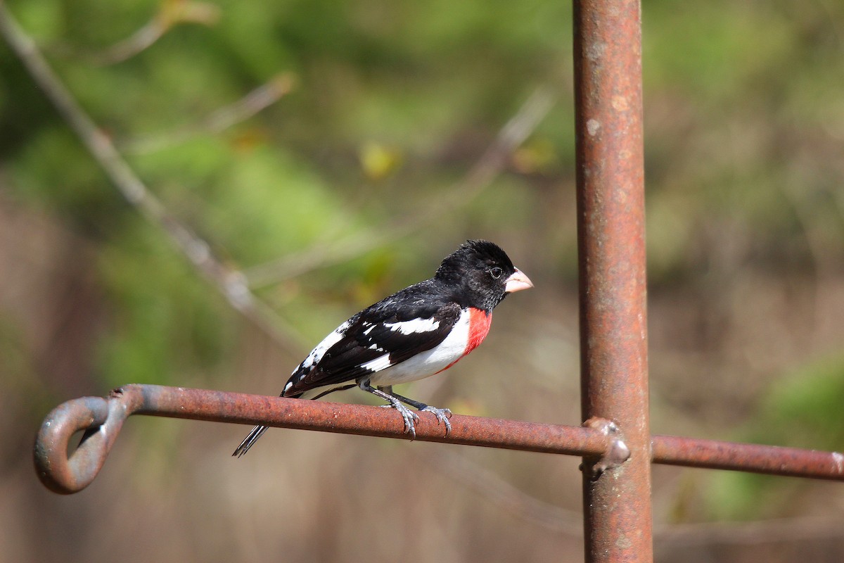 Rose-breasted Grosbeak - ML637116725