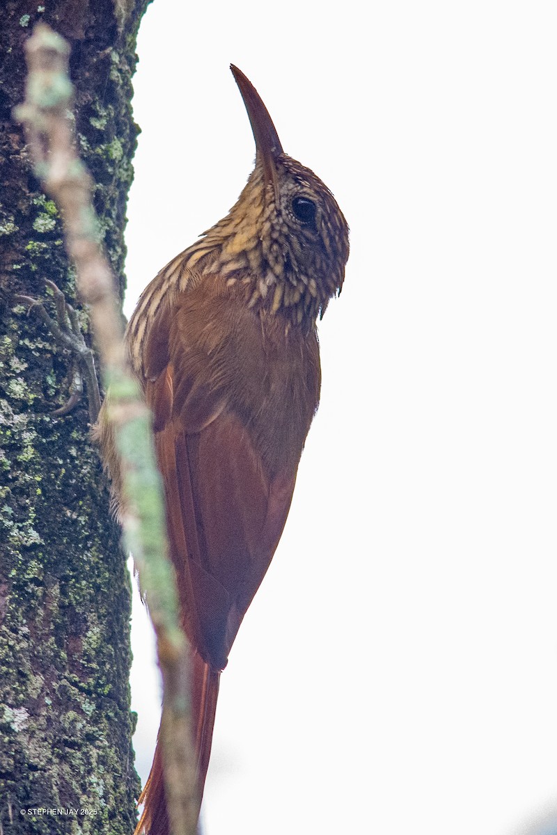 Streak-headed Woodcreeper - ML637116736