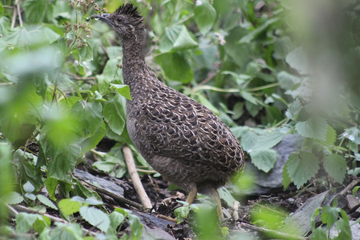 Andean Tinamou - ML637116752