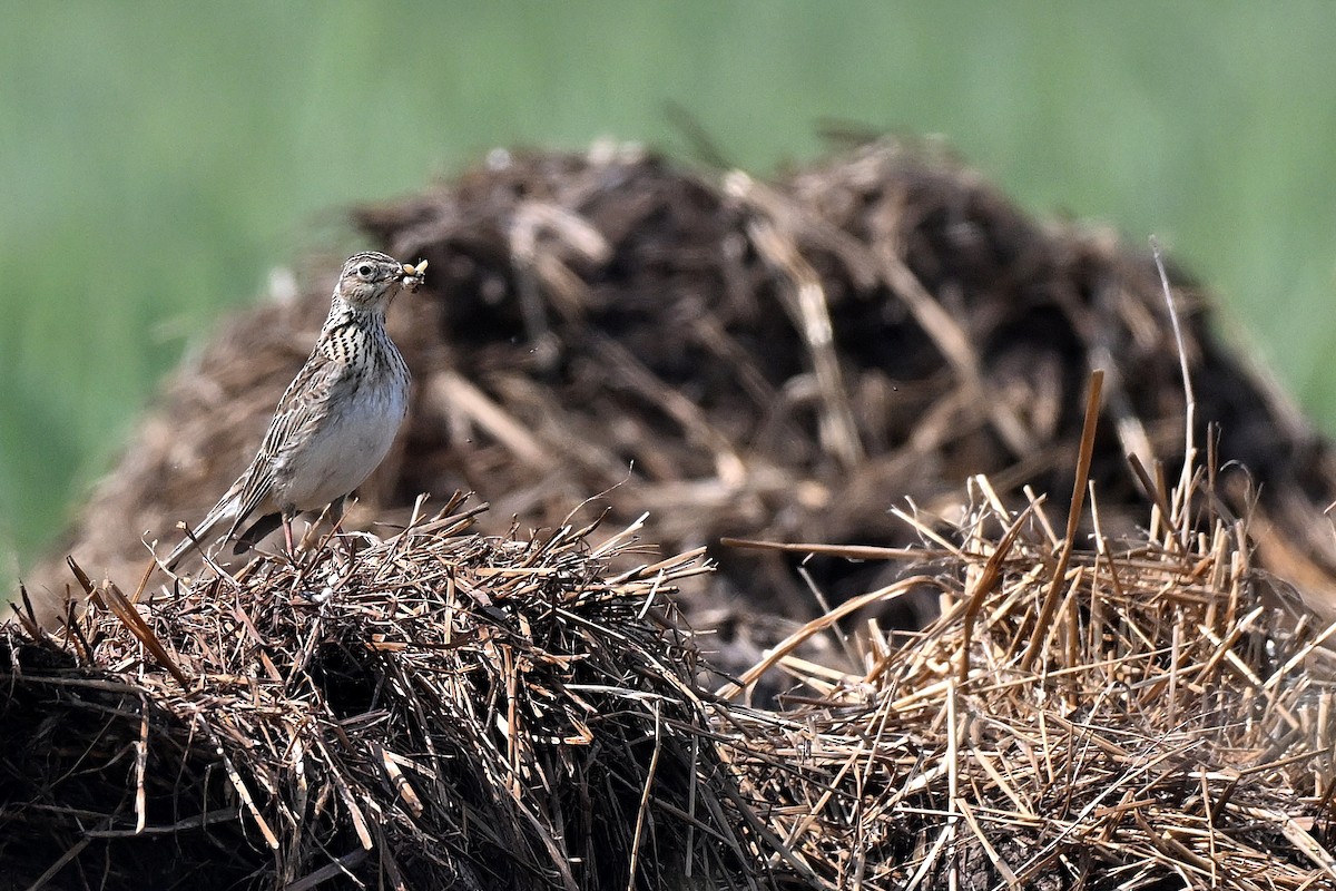 Eurasian Skylark - ML637116757