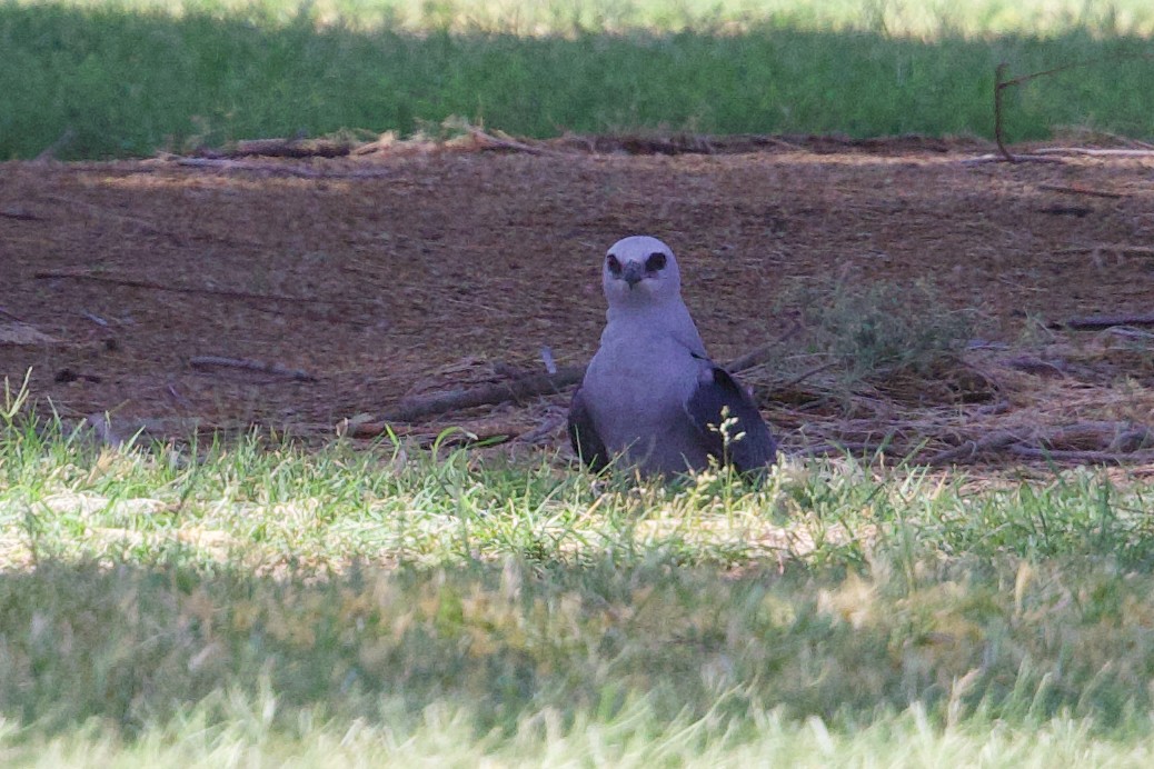 Mississippi Kite - ML637116789