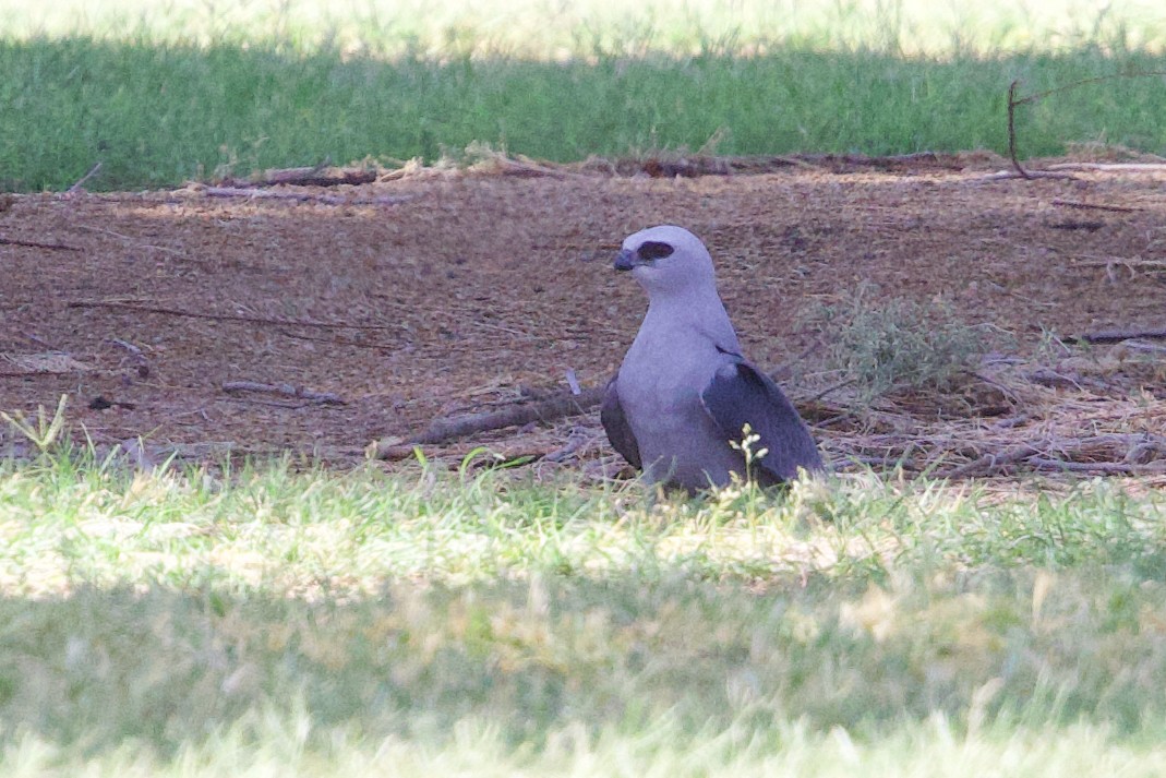 Mississippi Kite - ML637116790