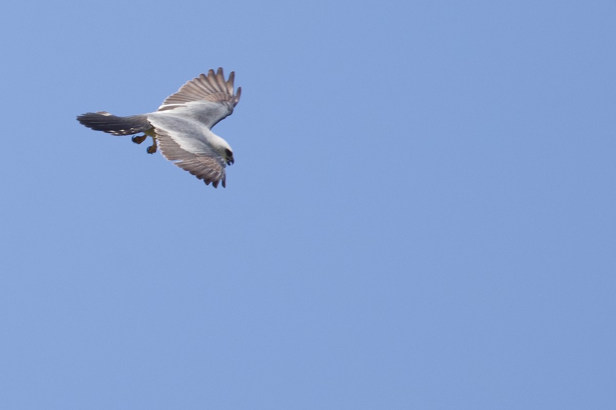 Mississippi Kite - ML637116792