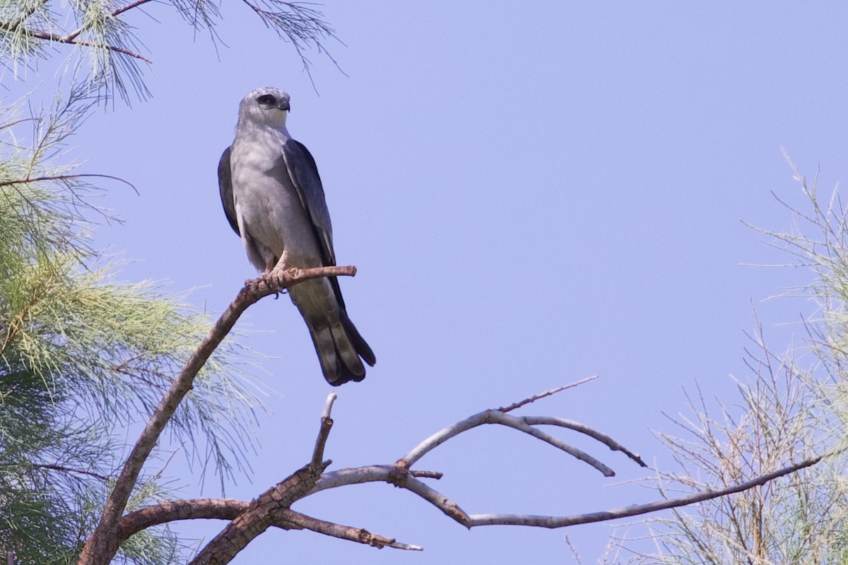 Mississippi Kite - ML637116793