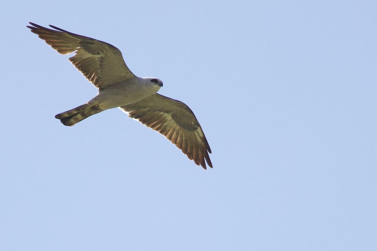 Mississippi Kite - ML637116794