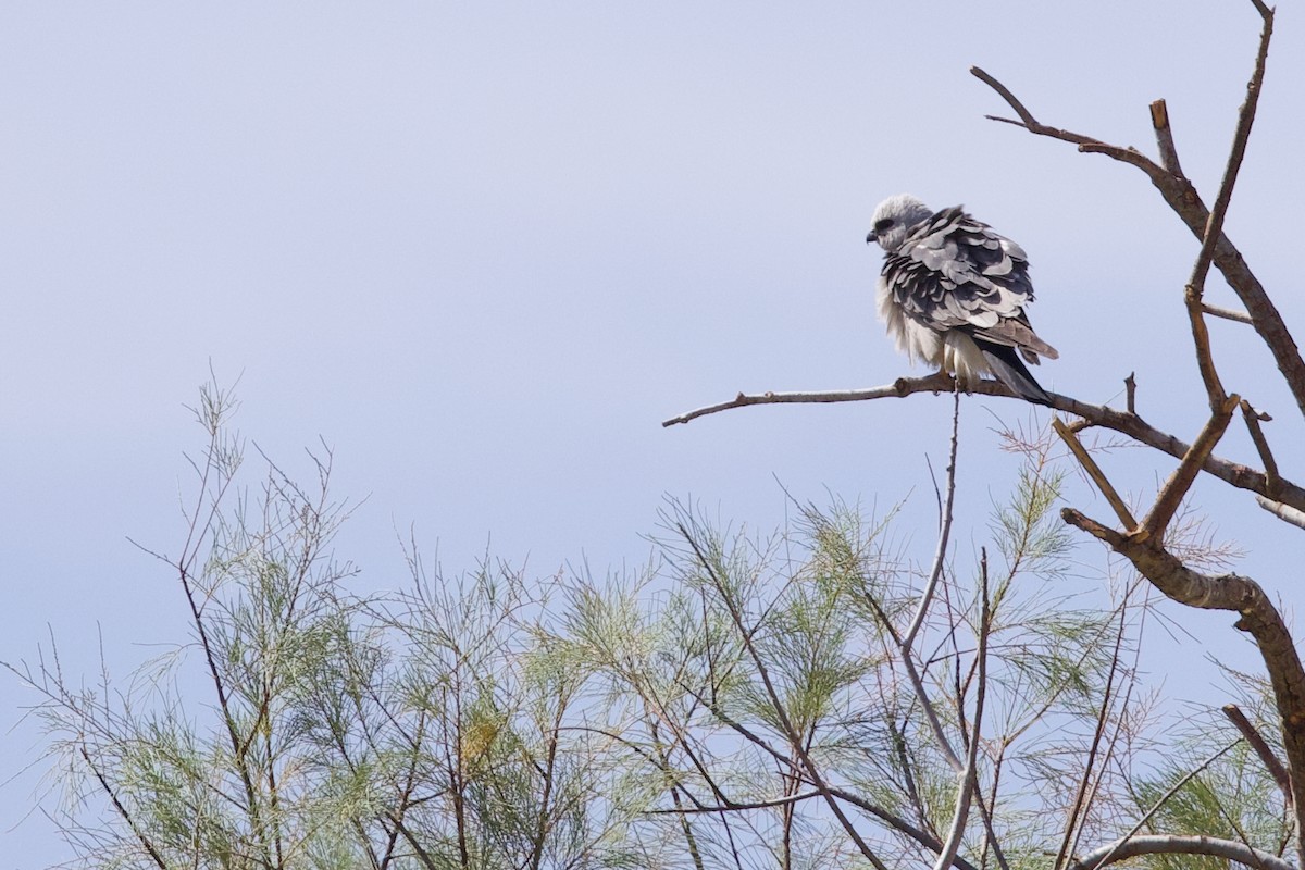 Mississippi Kite - ML637116795
