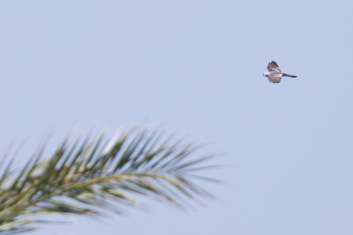 Mississippi Kite - ML637116796