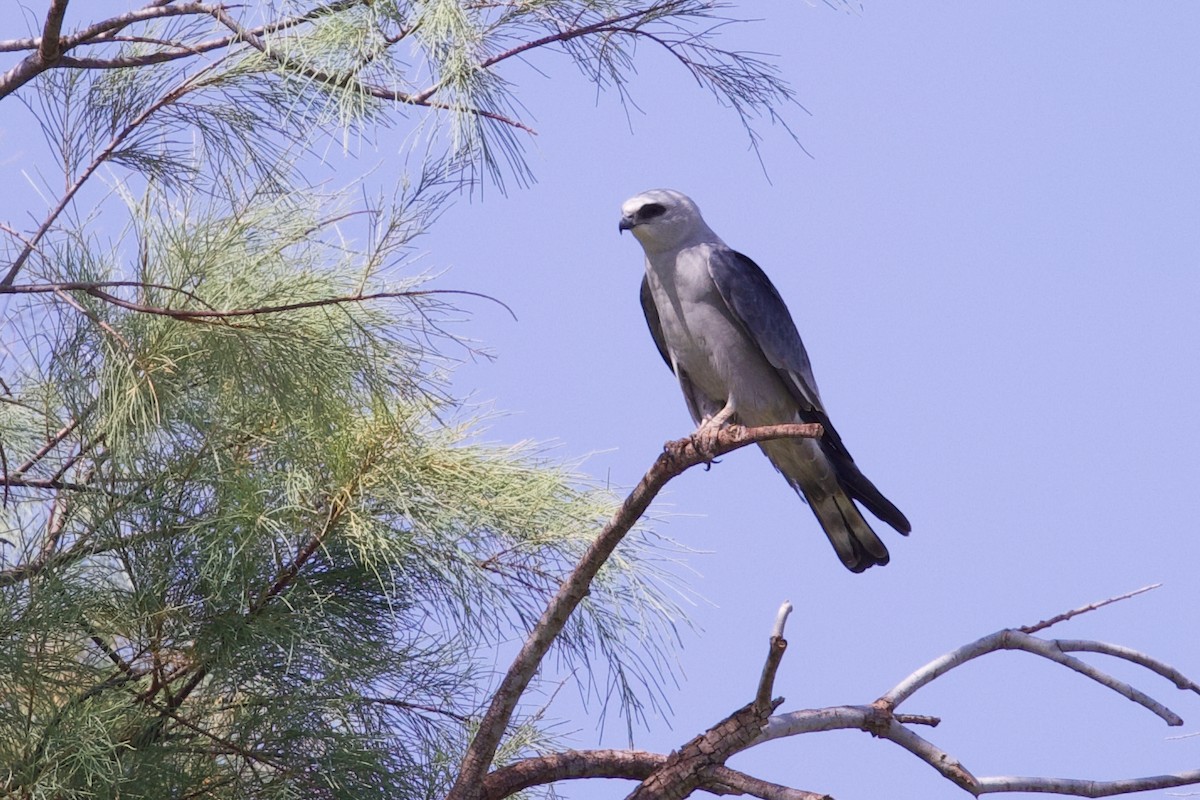 Mississippi Kite - ML637116797